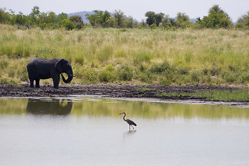 Image showing African Elephant