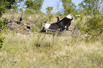 Image showing Ground hornbill