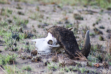 Image showing Cape buffalo