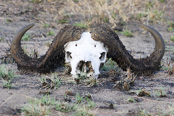 Image showing Cape buffalo