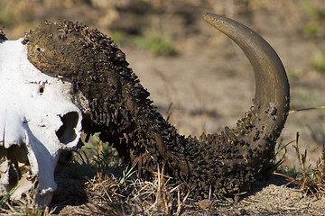 Image showing Cape buffalo