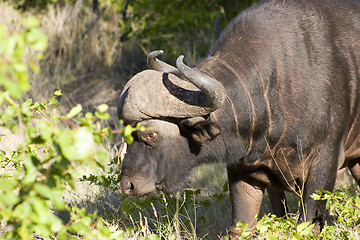 Image showing Cape buffalo