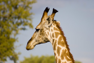 Image showing Giraffe