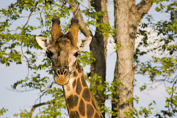 Image showing Giraffe