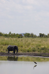 Image showing African Elephant