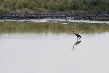 Image showing Grey heron