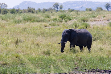 Image showing African Elephant