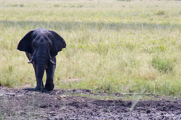 Image showing African Elephant