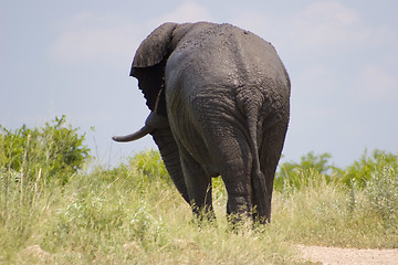 Image showing African Elephant