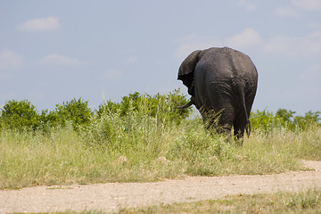 Image showing African Elephant