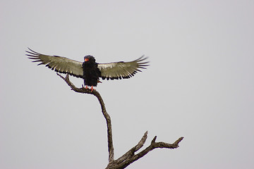 Image showing Bateleur Eagle