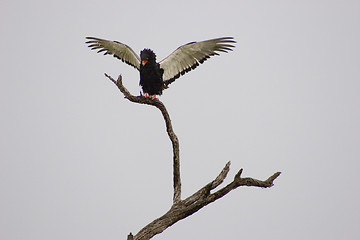 Image showing Bateleur Eagle