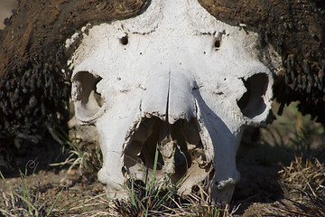 Image showing Cape buffalo