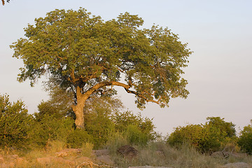 Image showing African sunset