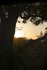 Image showing African sunset