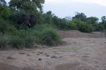 Image showing African Elephant