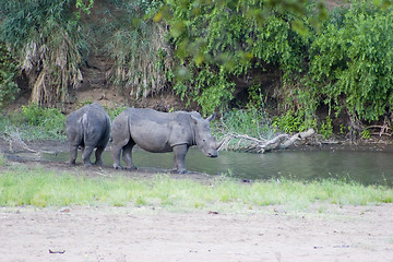 Image showing White rhino