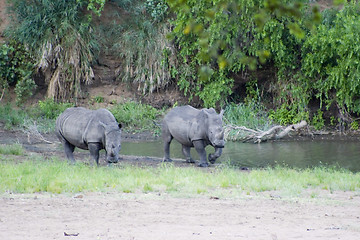 Image showing White rhino