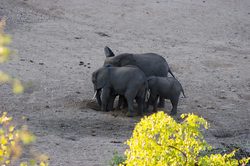 Image showing African Elephant