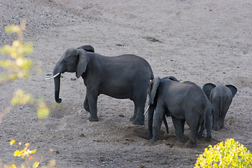 Image showing African Elephant