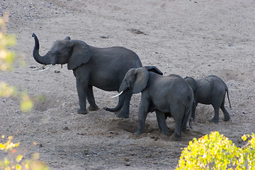 Image showing African Elephant