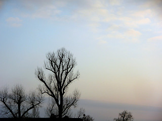 Image showing Black Trees