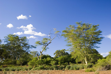Image showing African scenery