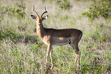 Image showing Impala