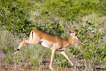 Image showing Impala