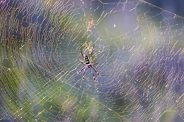 Image showing Golden orb web spider