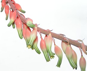 Image showing Aloe