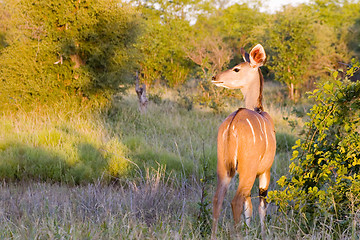 Image showing Kudu
