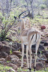 Image showing Impala