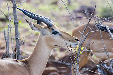 Image showing Impala