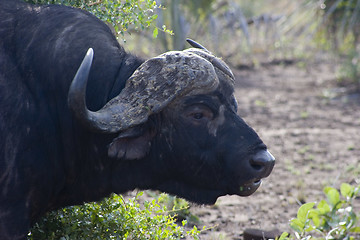 Image showing Cape buffalo