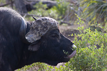 Image showing Cape buffalo