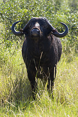 Image showing Cape buffalo