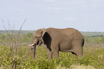 Image showing African Elephant