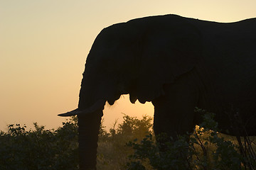 Image showing African Elephant