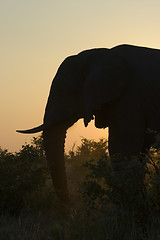 Image showing African Elephant