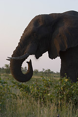 Image showing African Elephant