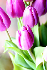 Image showing Tulips