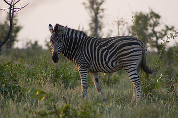 Image showing Burchell's zebra