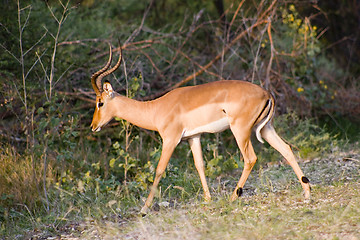 Image showing Impala