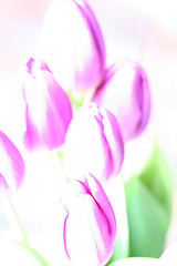 Image showing Tulips