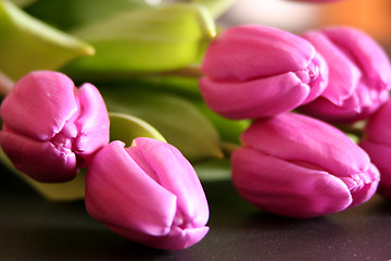 Image showing Tulips