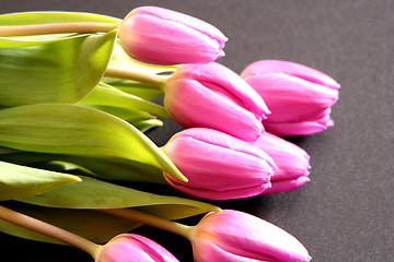 Image showing Tulips