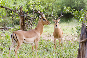 Image showing Impala