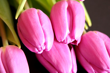 Image showing Tulips