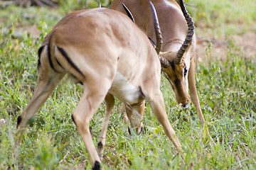 Image showing Impala